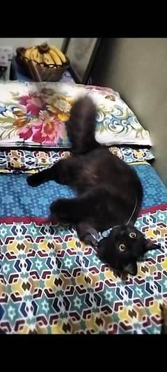 Persian cat @ cat @ Perisan cat @ blue eye @ coated @ Siamese