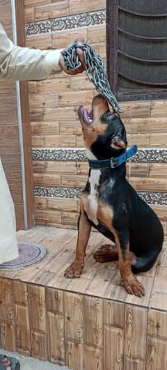 Black TRI color American pitbull pure vaccinated breed is available.