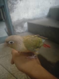 fly tame conure chik