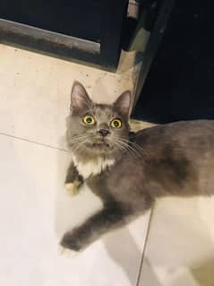 Russian Blue Cat