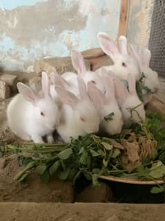 Red eye rabbits babies