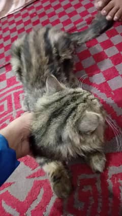 Persian male cat full healthy long jism exchange possible