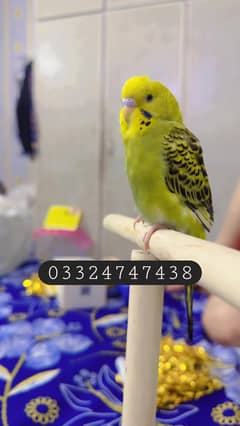 hand tamed  australian parrot