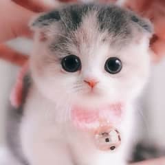 Persian kitten white baby