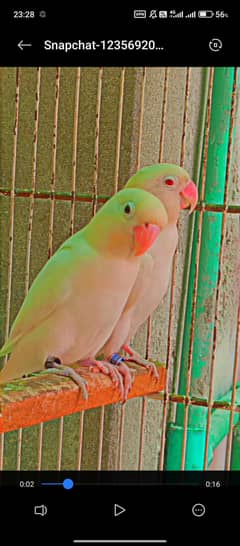3 pair