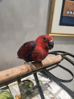 near self chick. healthy and active.