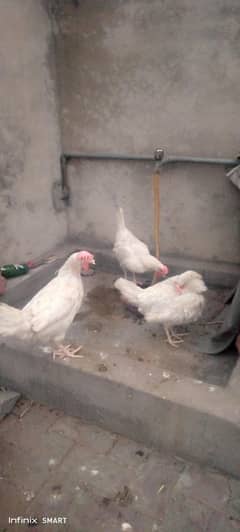 3 Hens Layer egg wali
