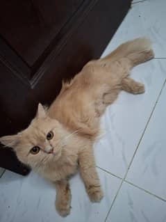 Sand beige Persian cat with 2 kittens
