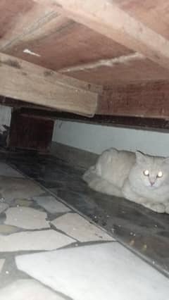 cats and kittens