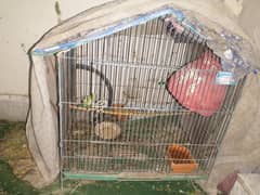 Fisher and Australian parrot selling with large cage lowest range