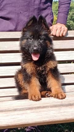 German Shepherd puppy dog for sale Call My WhatsApp 0325,1923475