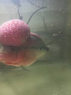 flowerhorn fish SRD