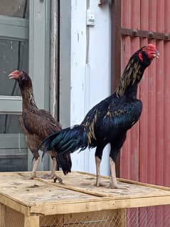 lassani breader pair