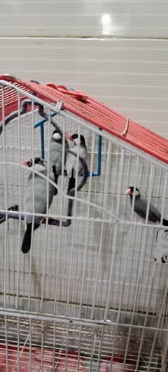 jawa birds