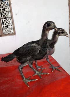 Dragon Aseel Chicks