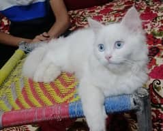 Persian Cat