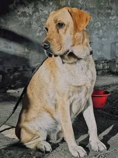 Labra
