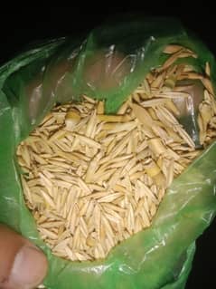 jawa seeds urgent sale
