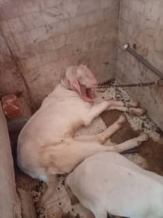 Gulabi Breder bakra 4 dant Contact 03122-423833