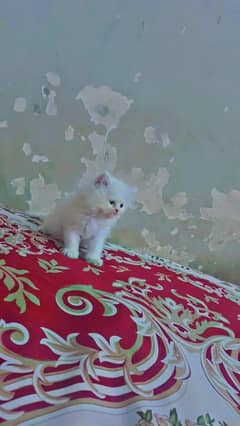 PERSIAN KITTEN