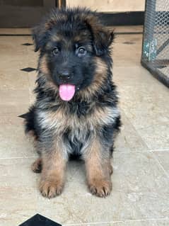 German