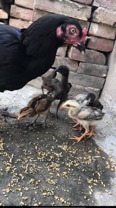 pure Thai burmi chicks available   percent guaranteed