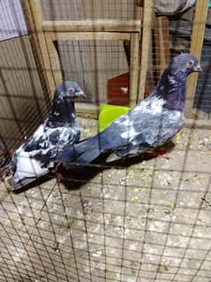 Kamagar confirm breeder pair