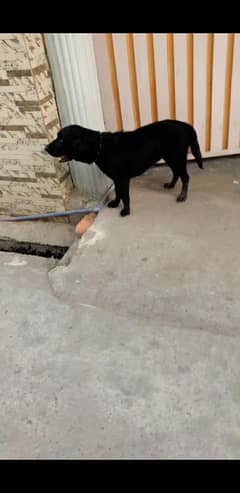 Labrador