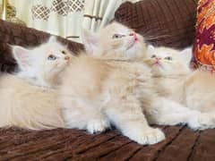 Playful Persian Kitten