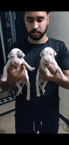 Bulli+gultair dogs