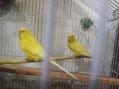 buggies breeder pair for sale with average of 5 eggs