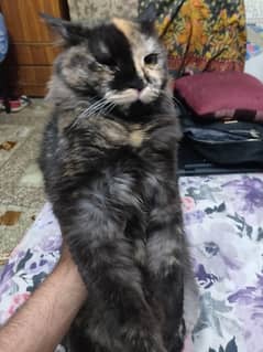 persian