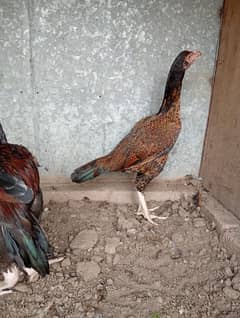 Pakistan Pure Aseel female