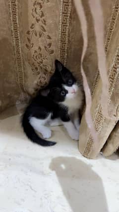 persain kittens for sale
