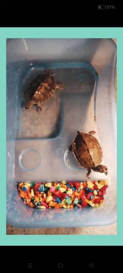 Turtles