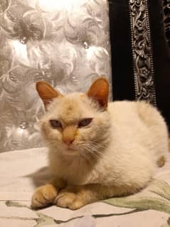 siamese cat with blue eyes he's very pretty