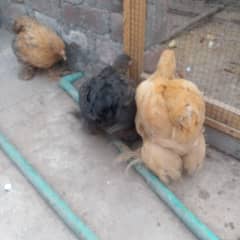 Golden Buff 2 males and 2 females for sale