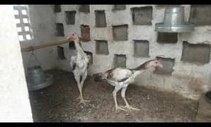 High Quality Shamo Females/ Pathiyan ( 4 Months )