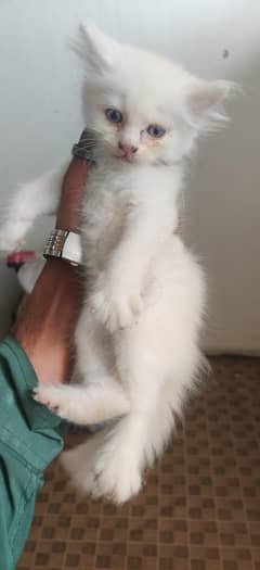 Cat babies 45days k han. . Three court White Persian