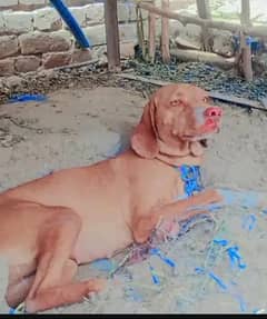 pointer for sale 11 month age