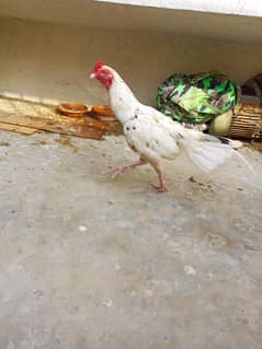 Aseel murga for sale