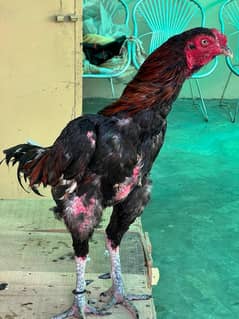 Theekra