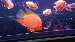 severum Fish