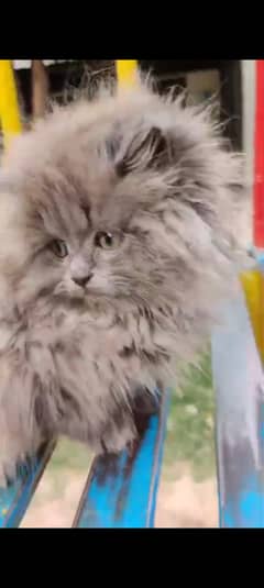 A cute little gray cat for sale half vaccinated