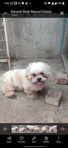 shih Tzu