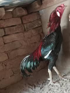 lasani aseel