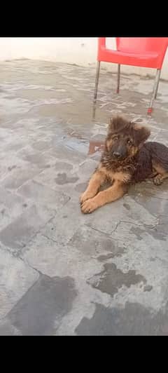 German shepherd