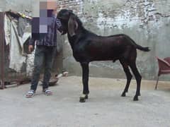 Pure Beetal Breeder Bakra for sale