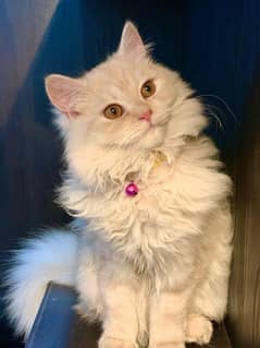 Adult cats and kittens available