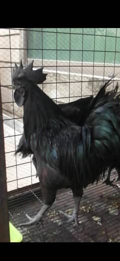 ayam cemani grey tongue ready to breed